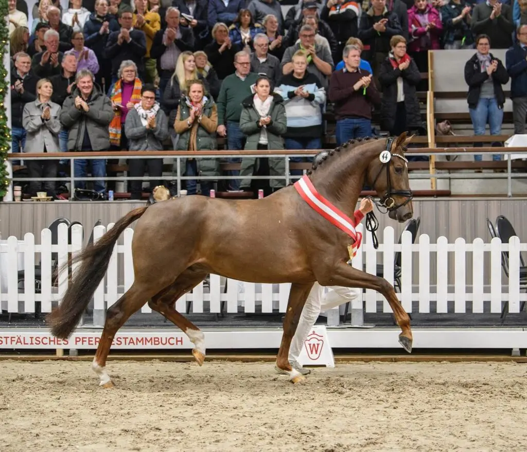 68 dressuur- en 34 springhengsten geselecteerd voor HK Westfalen featured image