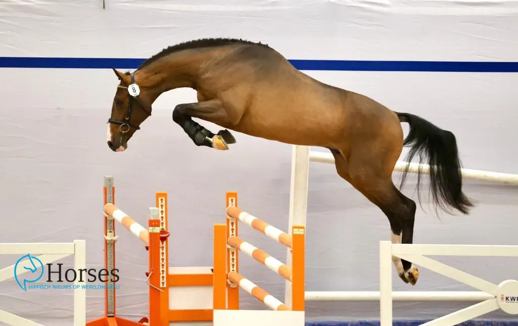 HK Zangersheide 2025: 37 hengsten goedgekeurd, twaalf Nederlandse inzendingen featured image