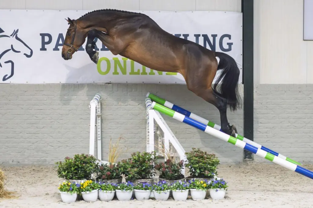 Paardenveilingonline.com: 29.000 euro voor hengst van Chacco Blue en merrie van Casall featured image