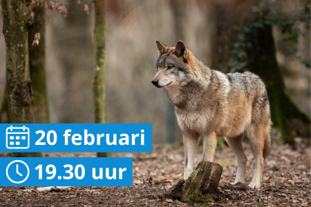 de wolf is er - en nu?