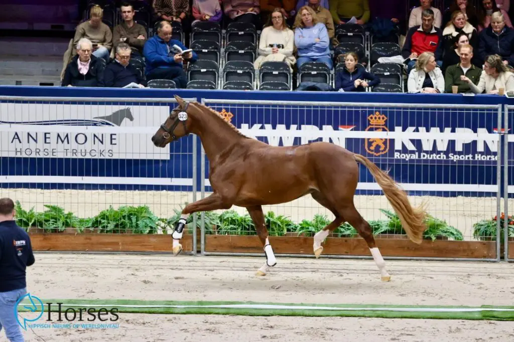 In Beeld: KWPN Hengstenkeuring dressuurhengsten dag 1 featured image