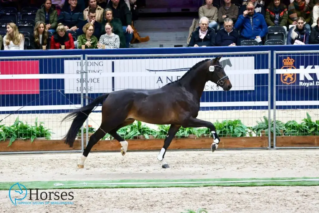 KWPN Najaarsonderzoek beëindigd voor Jovian-zoon Silverstone featured image