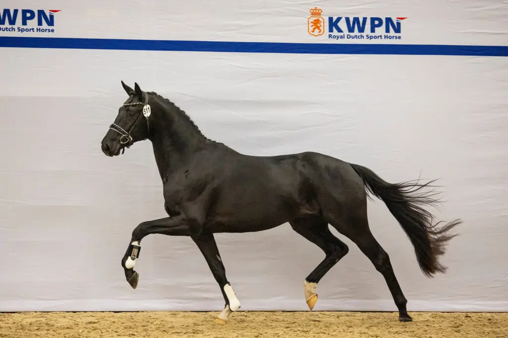 Investeer in nieuwe generatie tophengsten via KWPN Select Sale featured image