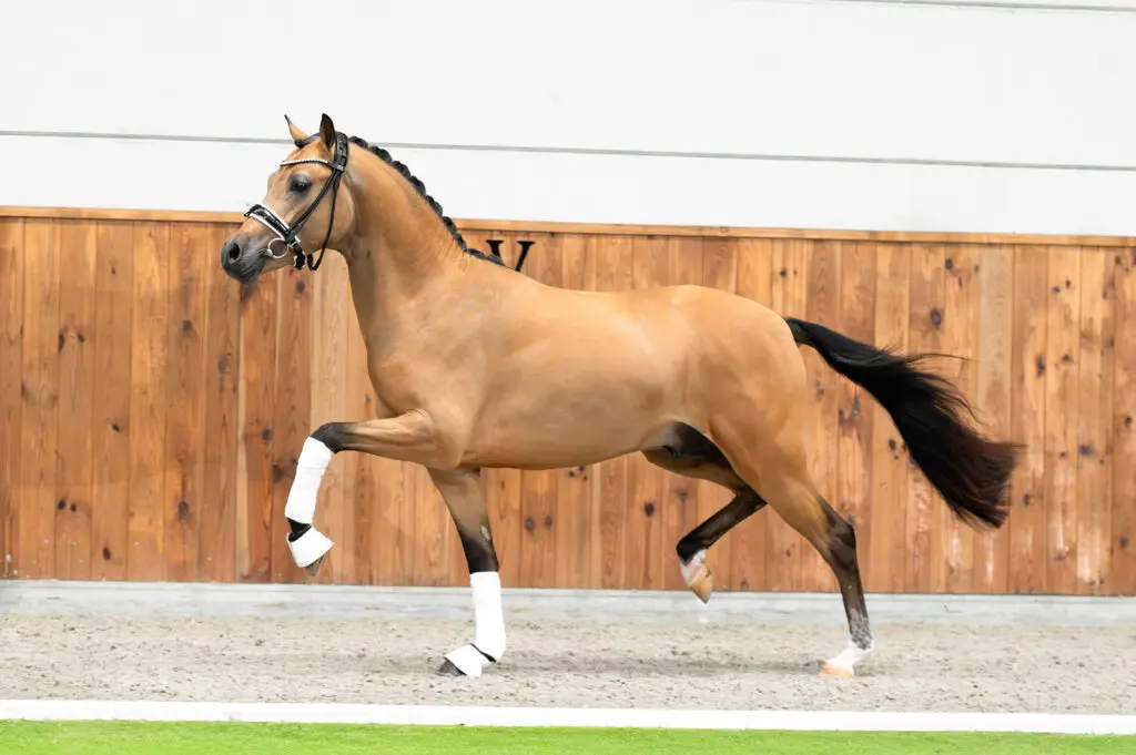 Elite Dressage Pony Sales: 62.000 euro voor Top Champion x Top Zento featured image