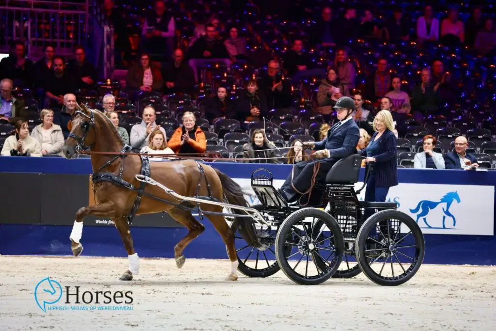 Gelderse hengst Raffael K verkocht als menpaard featured image