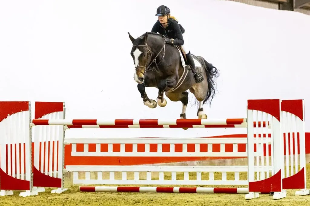 Grandorado TN levert veilingtopper bij Youhorse.auction featured image