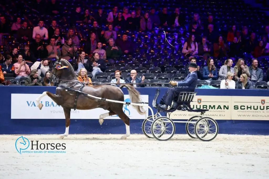 Vier tuigpaardveulens via Terschuur naar Nationale Veulenkeuring featured image