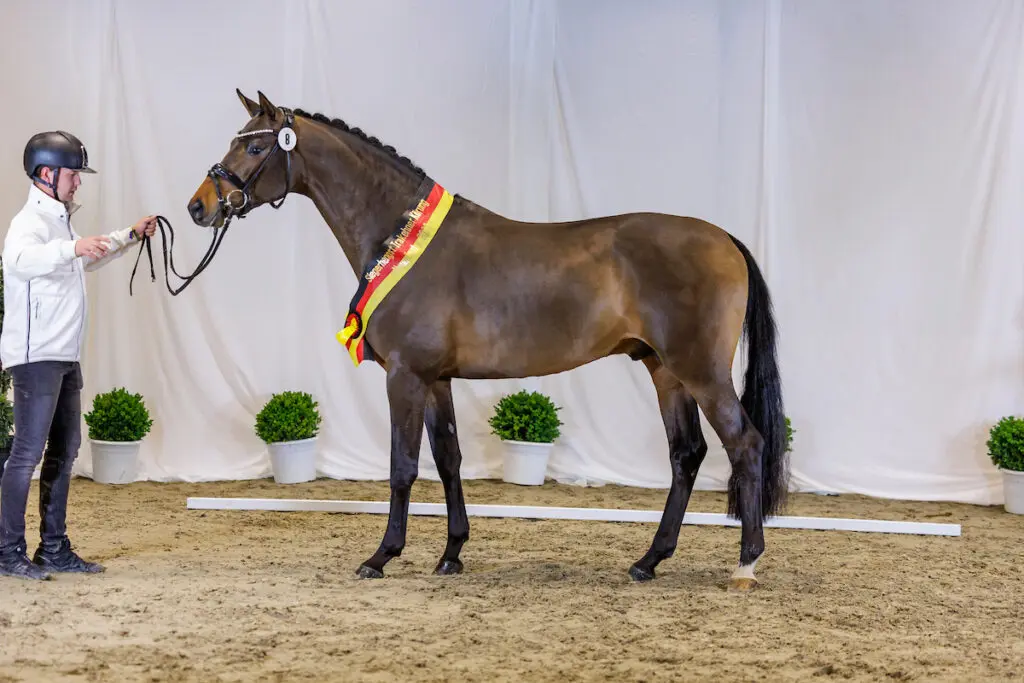 37 hengsten toegelaten tot Trakehner HK, drie Nederlandse inzendingen featured image