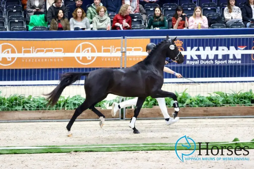 Lisalotte Bakker scoort met aangekochte dressuurveulens featured image