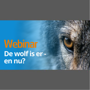 Webinars