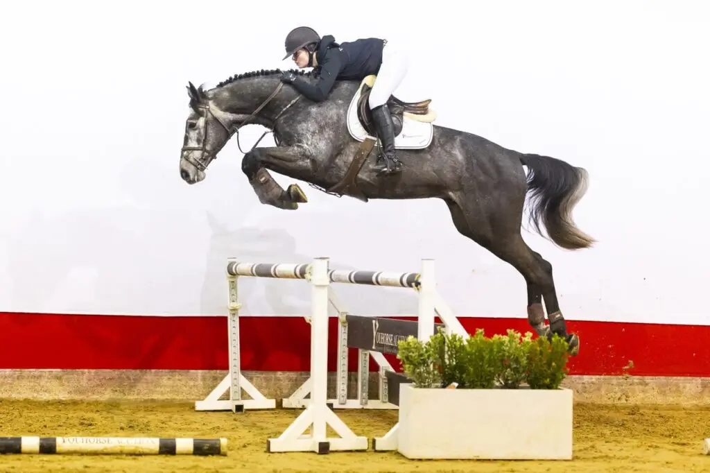 Youhorse.auction: Lente collectie nu online featured image