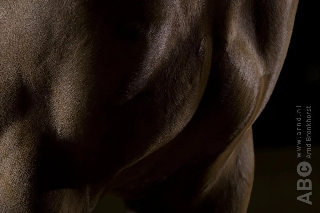 Amerikaanse oogartsen ontdekken minieme genmutatie die van paarden krachtpatsers maken featured image