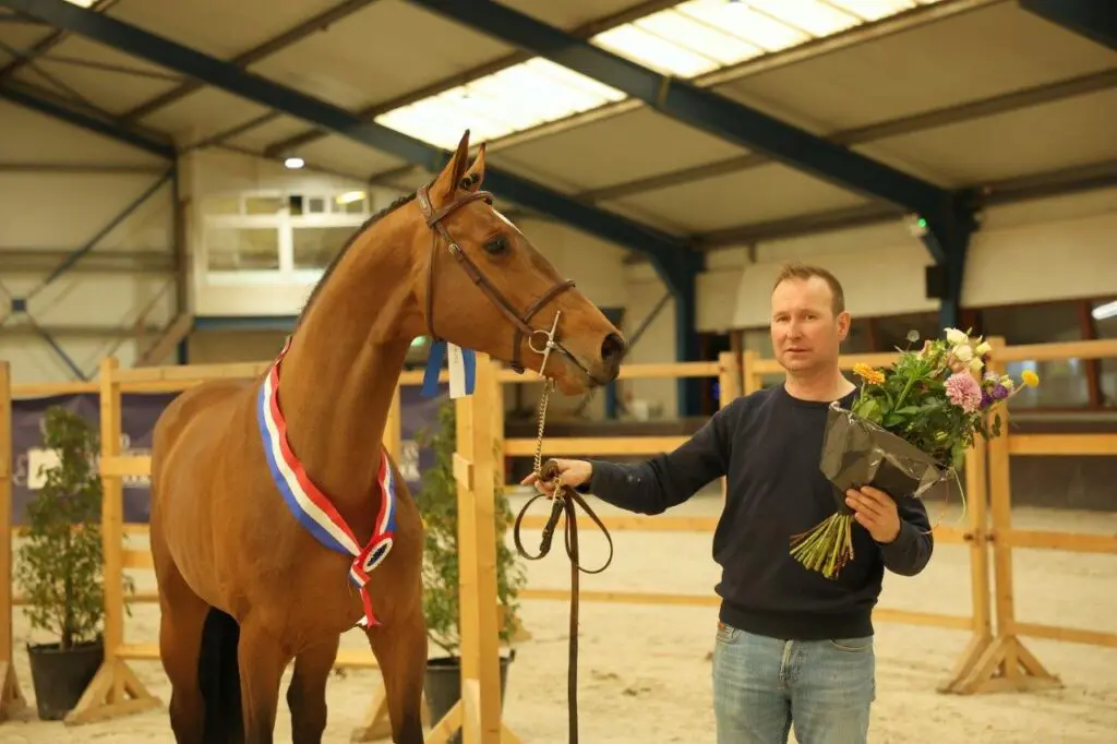 AES Hengstenkeuring: Eldorado van de Zeshoek, Beauty en Tout Beau de la Cure leveren kampioenen featured image