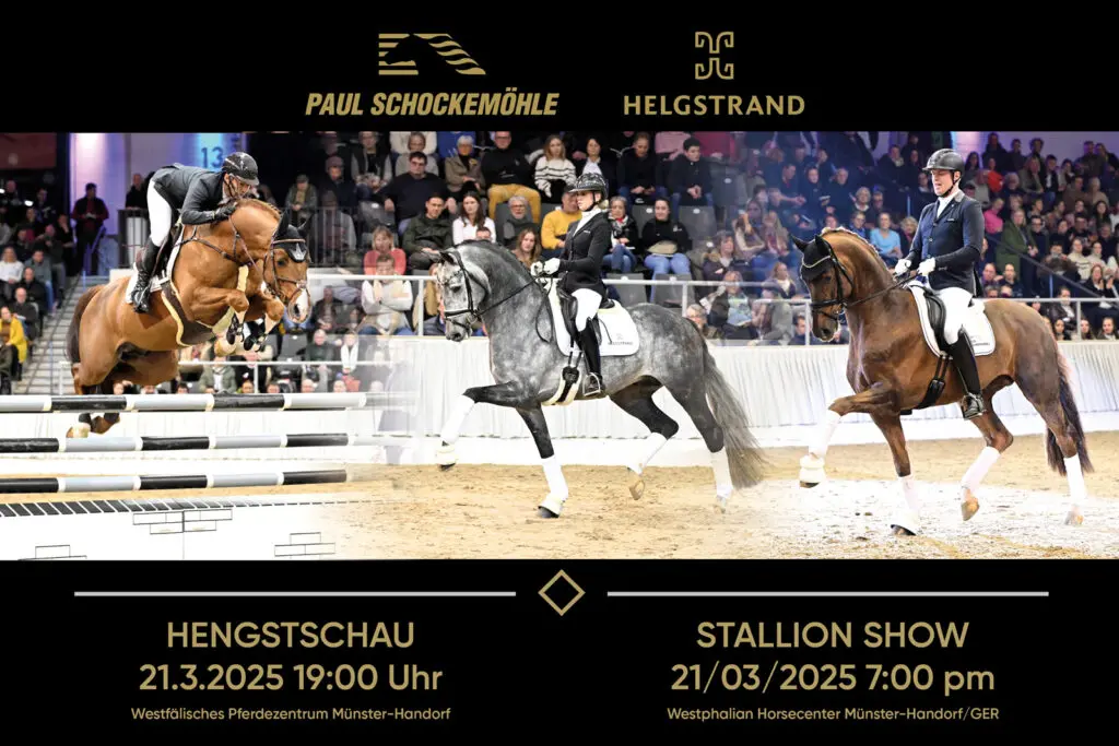 Hengsten van Schockstrand moeten nòg een keer extra aan de bak featured image