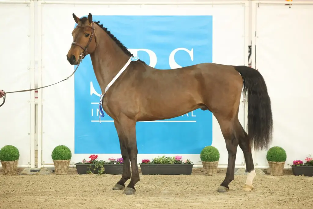 HK SBS: 30 van 46 springhengsten goedgekeurd featured image