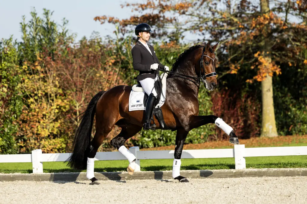 Morgen barst het los: Hengstenshow Stal Brouwer Holland featured image