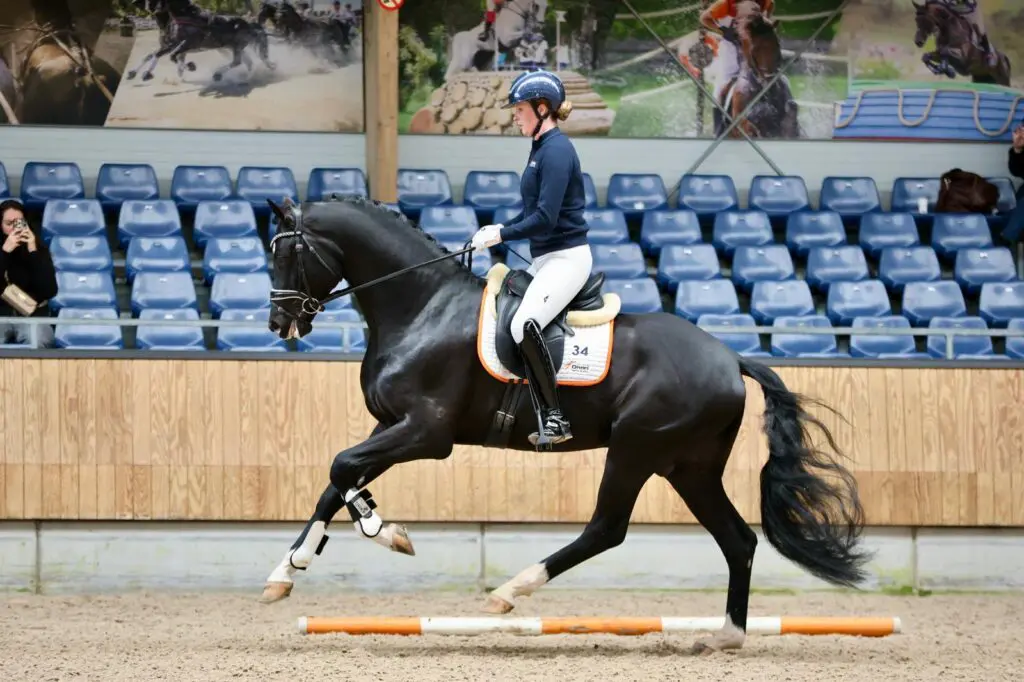 Voorjaarsonderzoek KWPN 2025: Rapporten goedgekeurde dressuurhengsten featured image