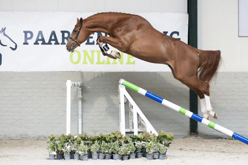 Van jong talent tot sportpaard – unieke kansen bij Paardenveilingonline featured image