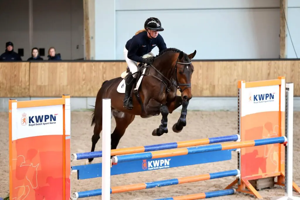 Voorjaarsonderzoek KWPN 2025: Rapporten goedgekeurde springhengsten featured image