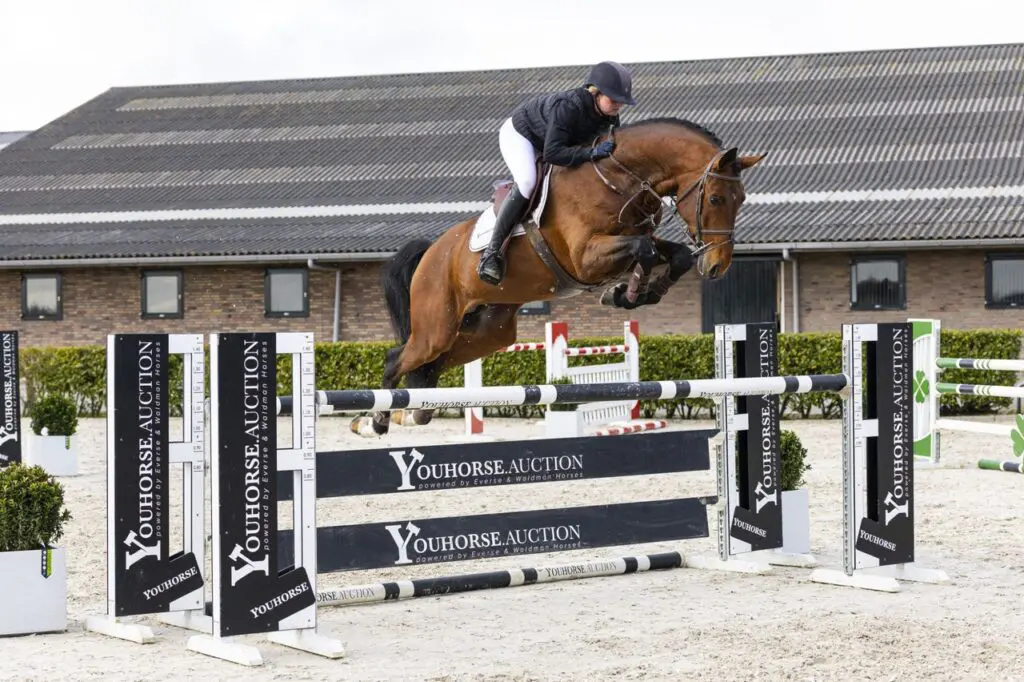 60e Youhorse.auction: Goedgekeurde Armilou veilingtopper met 38.000 euro  featured image