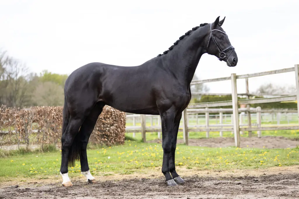 Stal Laarakkers voegt Da Vinci toe aan interessante collectie hengsten, show op vrijdag 2 mei featured image