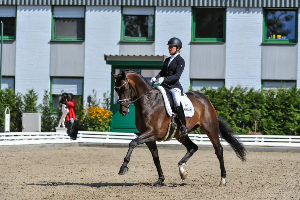 Hannoveraner hengst Laudabilis overleden featured image