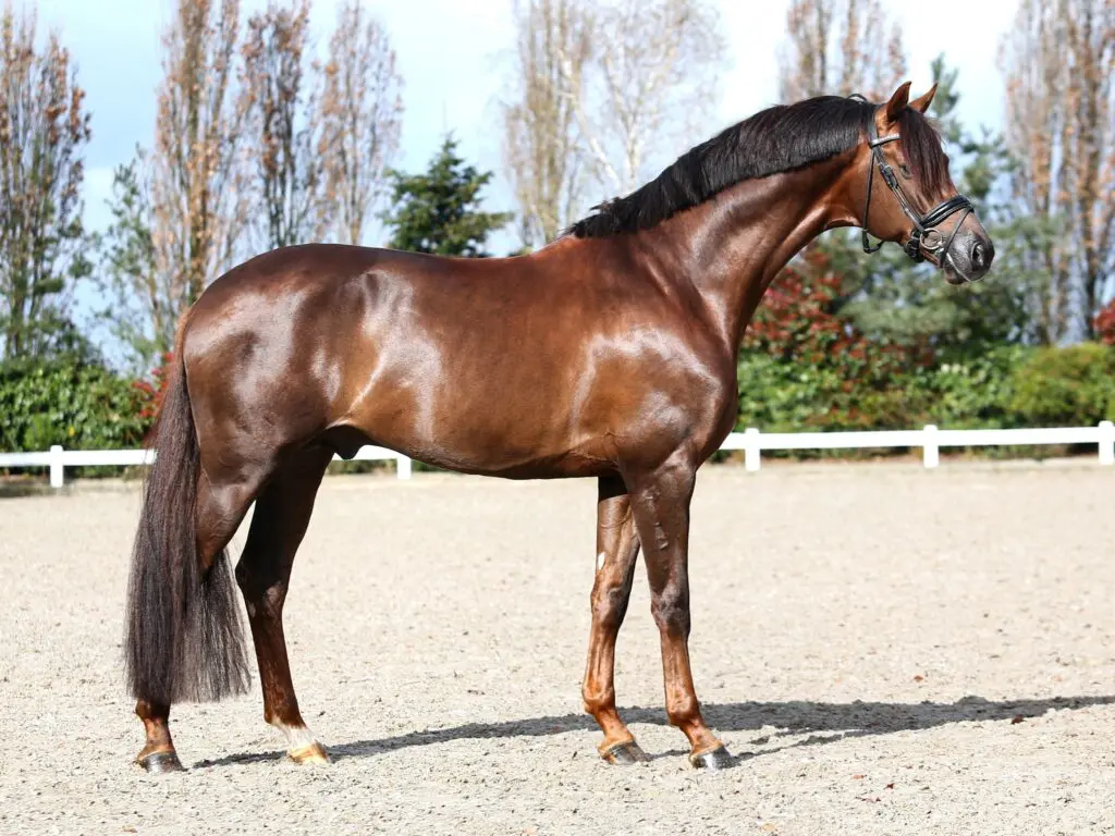 Dressuur- en springfokkers hebben veel te kiezen in Twello featured image