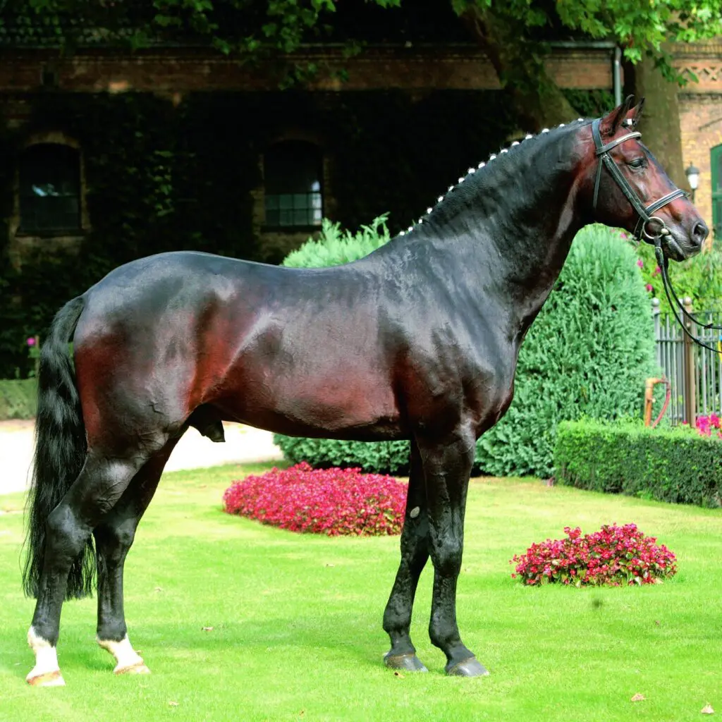 Warendorfer staatshengst Arpeggio (30) overleden featured image