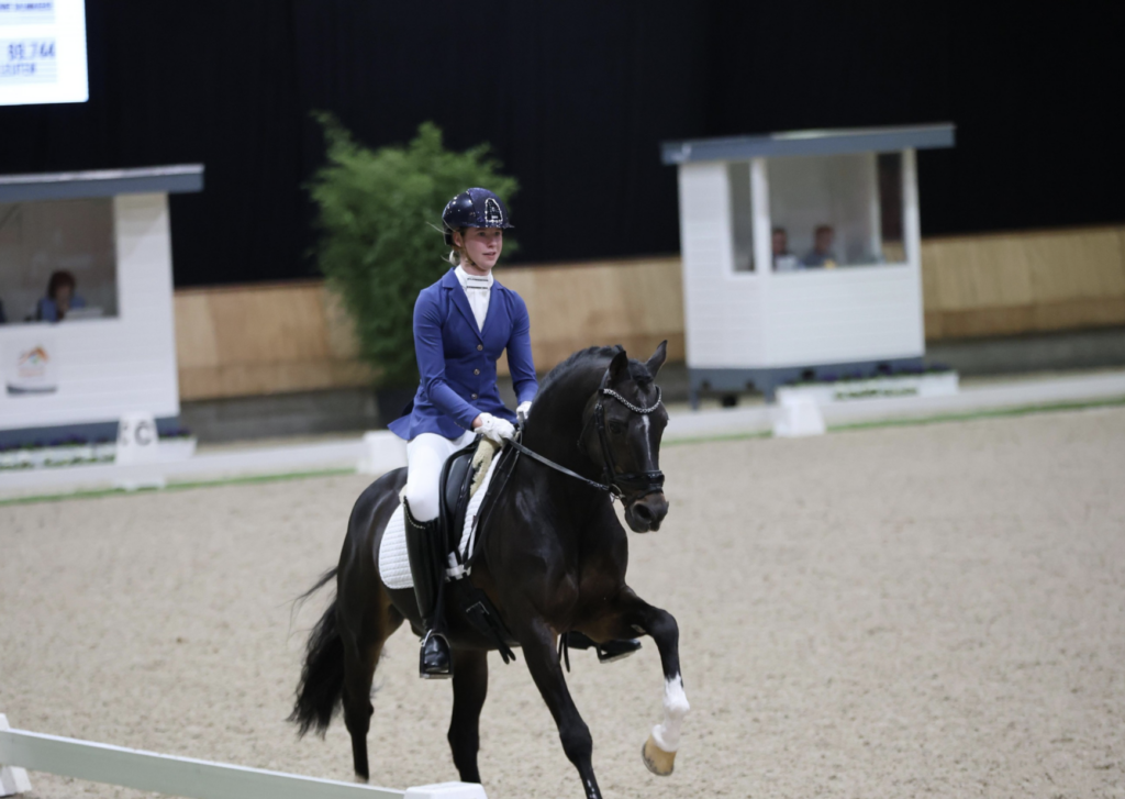 25-jarige Welshhengst Orchard Boginov nog niet aan wedstrijdpensioen toe featured image