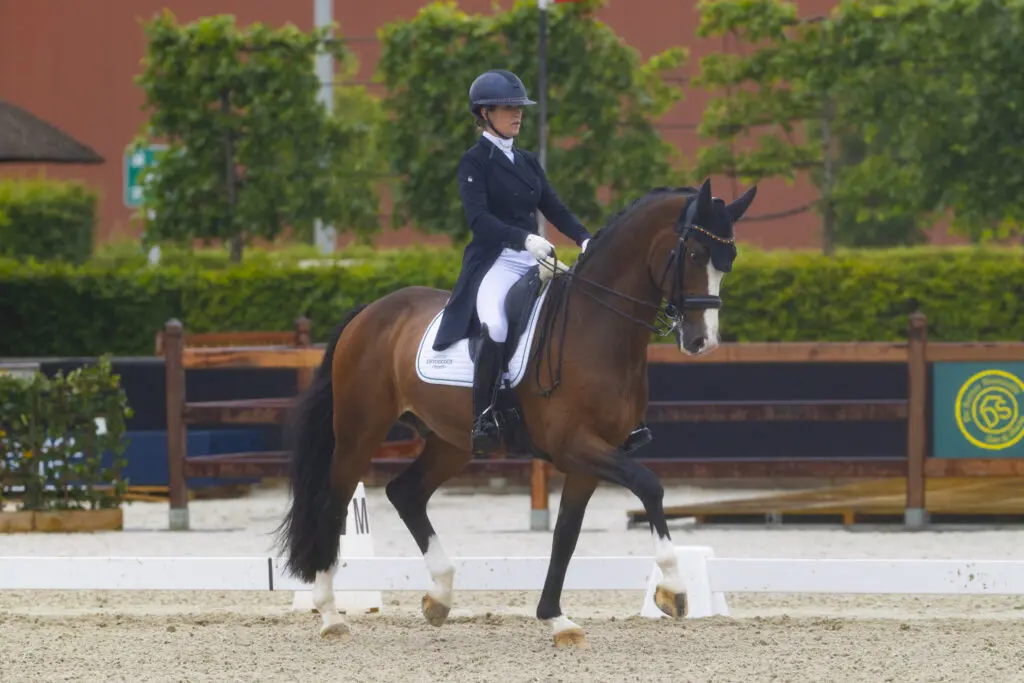 Pauluis vooraan in Grand Prix op Belgisch Kampioenschap, Verboomen direct over 70% met Djembé de Hus featured image