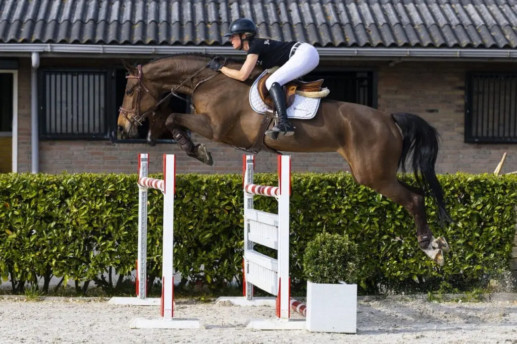 Aftrap mei-veiling Youhorse.auction: 32.000 euro voor Vivant van de Heffinck x Chacco-Blue featured image