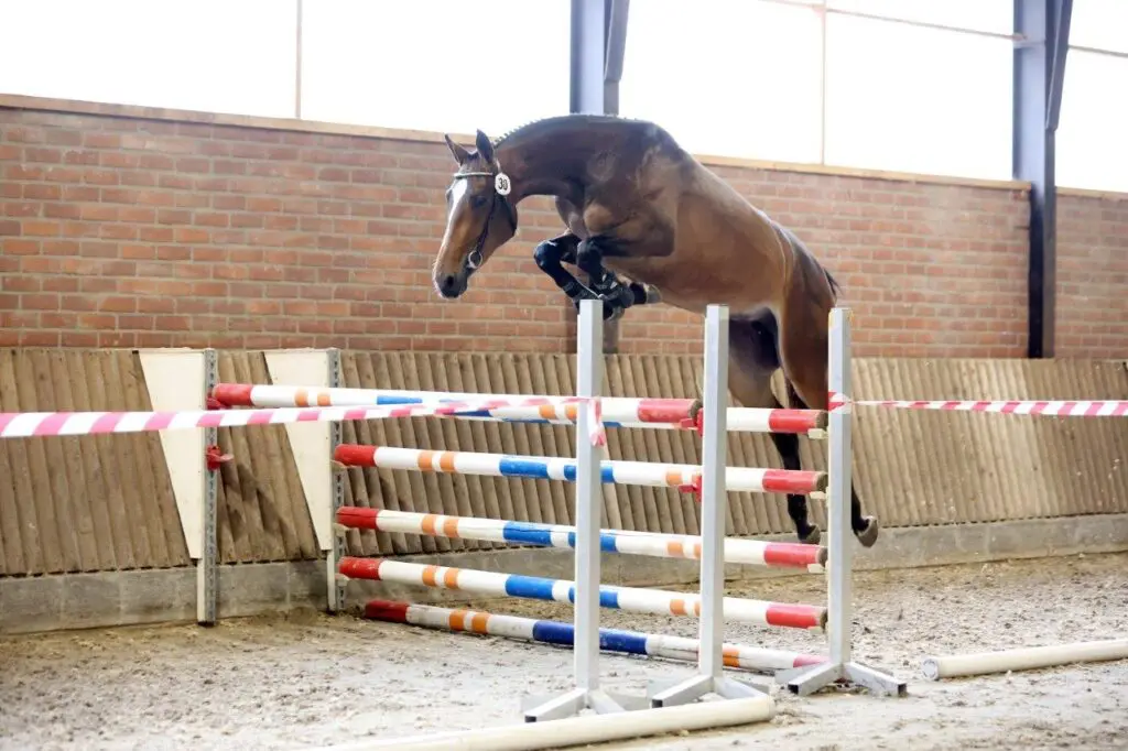 SK Luttenberg: Twee springmerries uitgenodigd voor NMK featured image