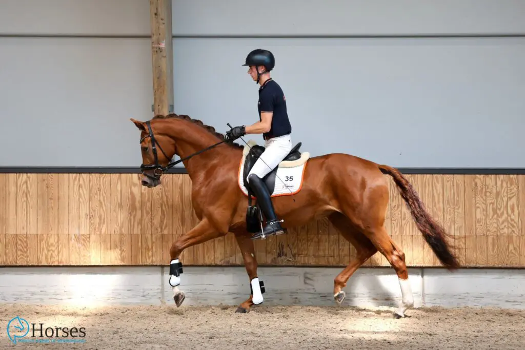 EPTM-examen levert twee NMK-merries op: ‘De EPTM geeft het meest eerlijke beeld van een paard’ featured image