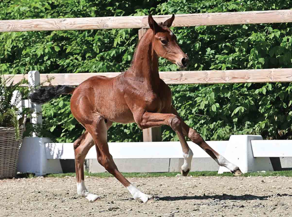 Oldenburg: 50.000 euro voor hengstveulen van Verbier featured image