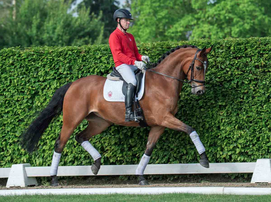 Westfalen: Dochter van Escamillo uit beroemde Weissena-stam de duurste featured image