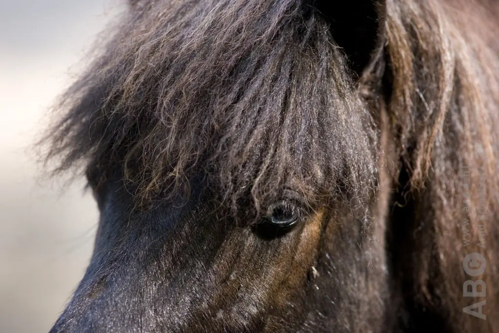 Cora Wijmans (80) op weg naar WK IJslandse paarden in Zwitserland featured image
