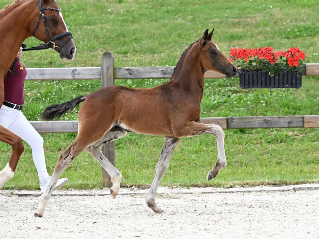 105.000 euro voor True Hope PS-zoon in DPS Elite veulenveiling featured image