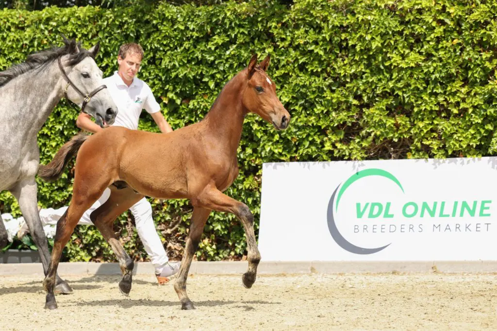 VDL Online Breeders Market: Topveulens direct van de fokker featured image