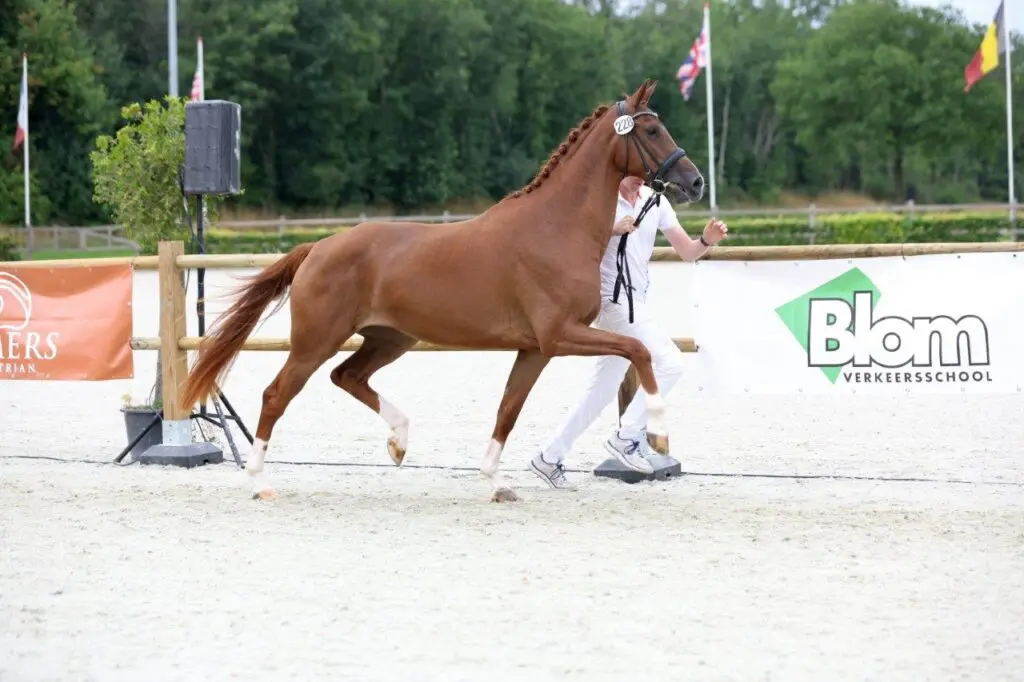 IBOP Exloo: 83,5 punten voor CK-kampioene Santorini Dieni GDH featured image