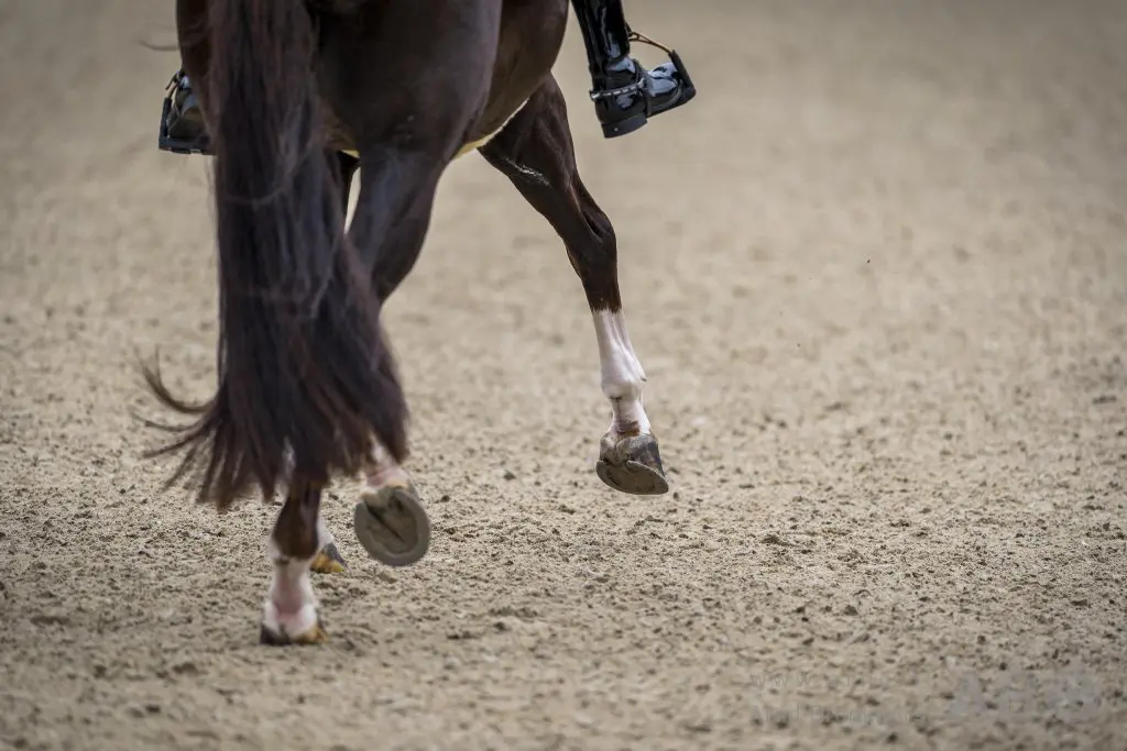 Coco Soffers derde in Inter I Kür CDI Mâcon featured image