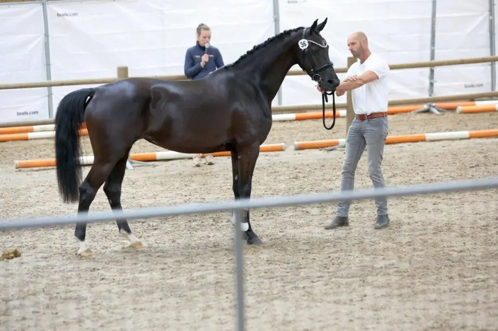 SK Appingedam: 80/80 voor dochters van Kjento en Vaderland featured image
