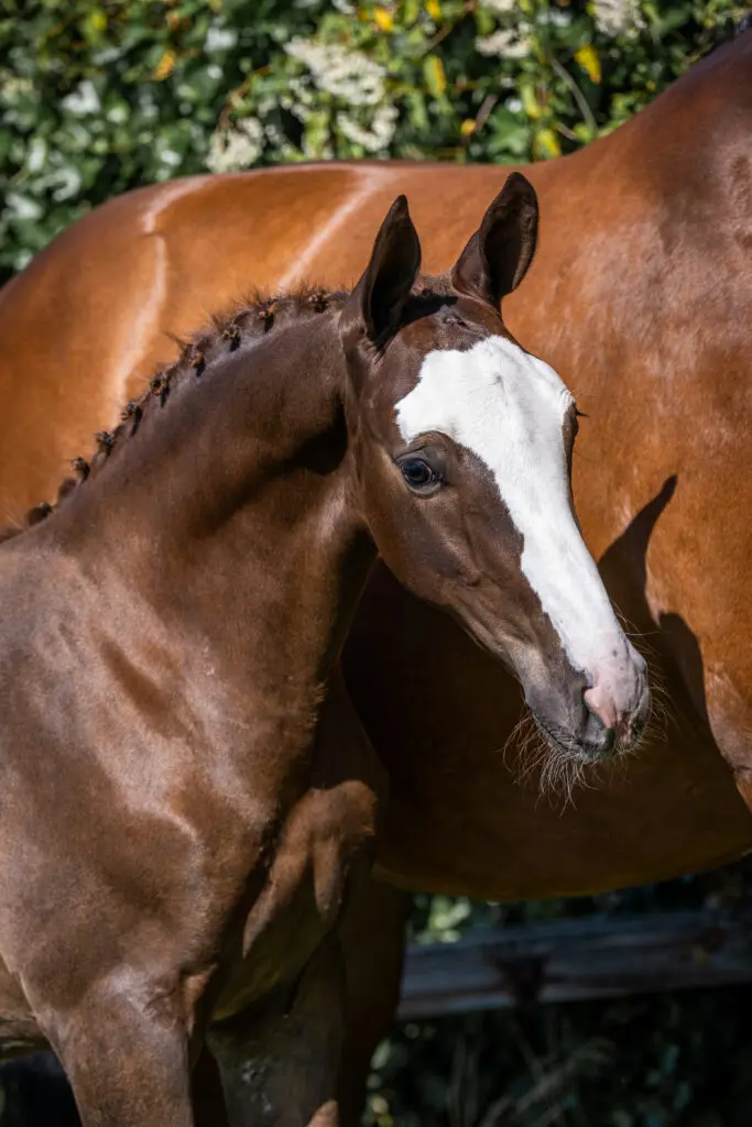 Unieke collectie springveulens nu online bij Paardenveilingonline featured image