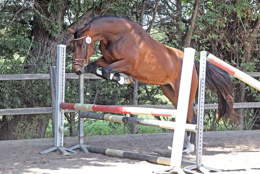 Vijf stermerries op thuiskeuringen NRPS featured image