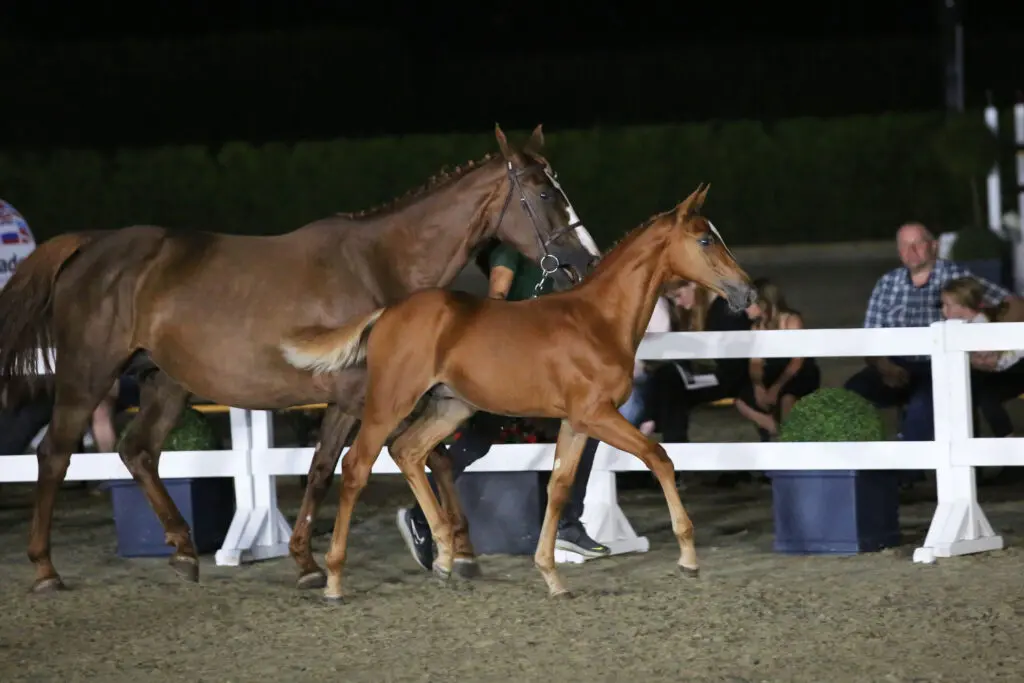 Flanders Foal Auction laat zich niet voorspellen: 60.000 euro voor Untouched-zoon featured image