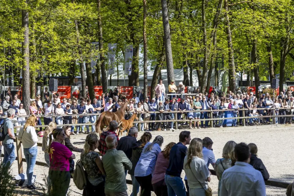Veulenveiling Prinsjesdag presenteert exclusieve collectie springveulens op CSI Houten featured image