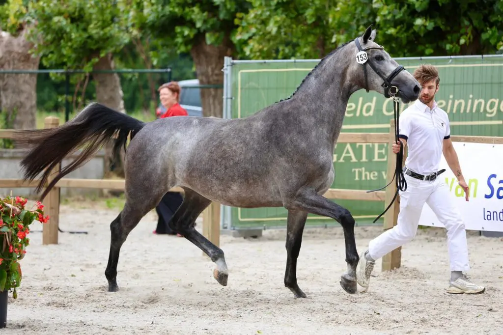 CK Maas Delta-regio springen 2025: Kampioenen van Chacoon Blue, Eldorado en twee van Tattoo H & DB TN featured image