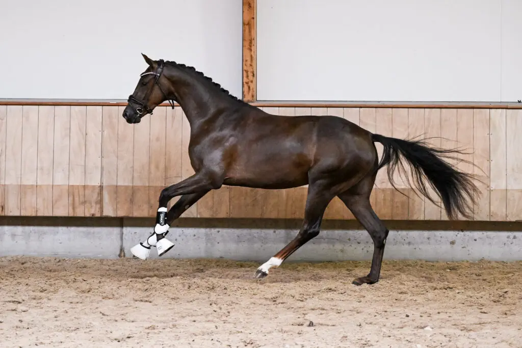 Laatste kans! Vanavond sluit de KWPN Online Auction featured image