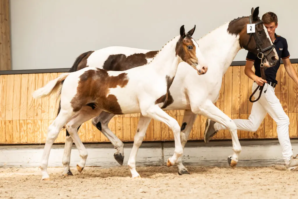 Bieden van start! KWPN Online Auction sluit maandagavond featured image