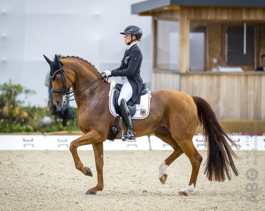 Van onvruchtbare hengst tot wereldtopper: Denoix PCH featured image