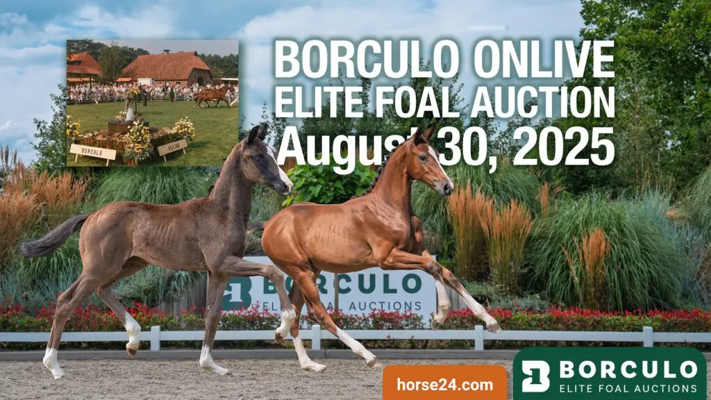 Borculo Elite Veulenveiling morgen van start: topcollectie veulens en een sfeervolle dag featured image